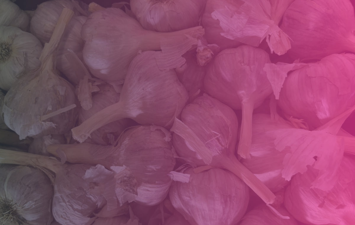 Organic Garlic Seed - Glenlarge