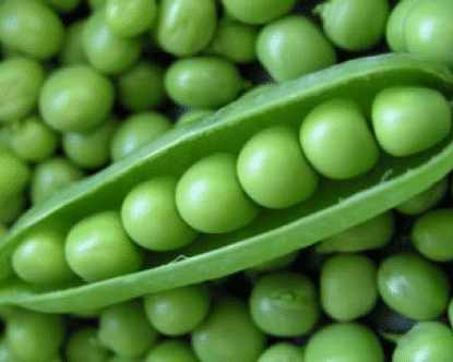 Greenfeast Pea Seed