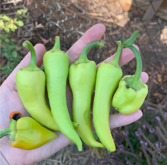 Hungarian Wax Seeds