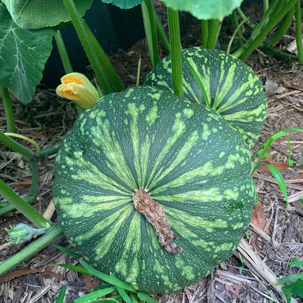 Jap Pumpkin Seeds