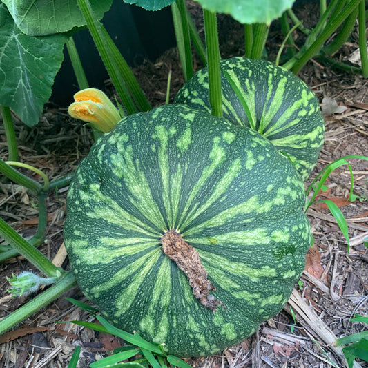 Jap Pumpkin Seeds