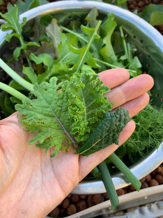 Kale Colour Mix Seeds