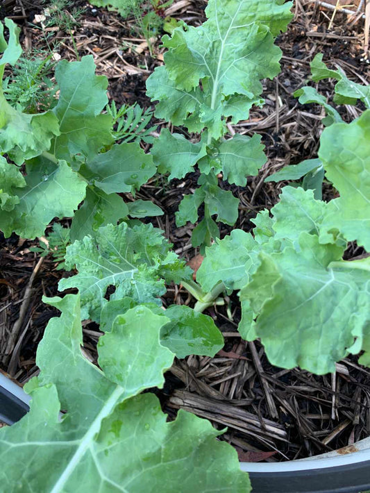 Dwarf Siberian Kale Seeds