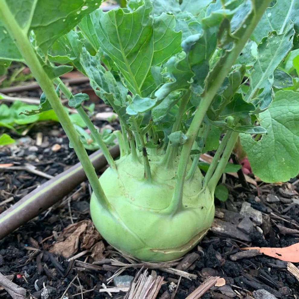 Kohlrabi White Vienna Seeds Love Of Dirt