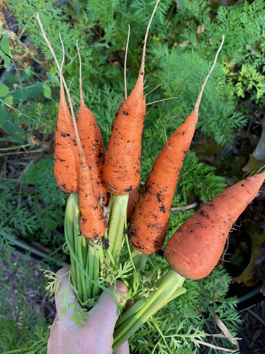 Kuroda Carrot Seeds