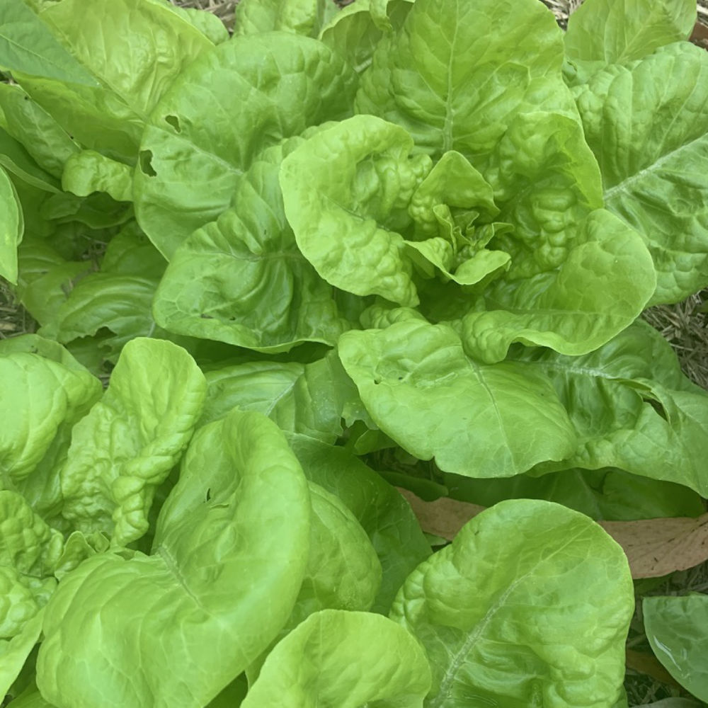 Lettuce 'All Year Round' Seeds