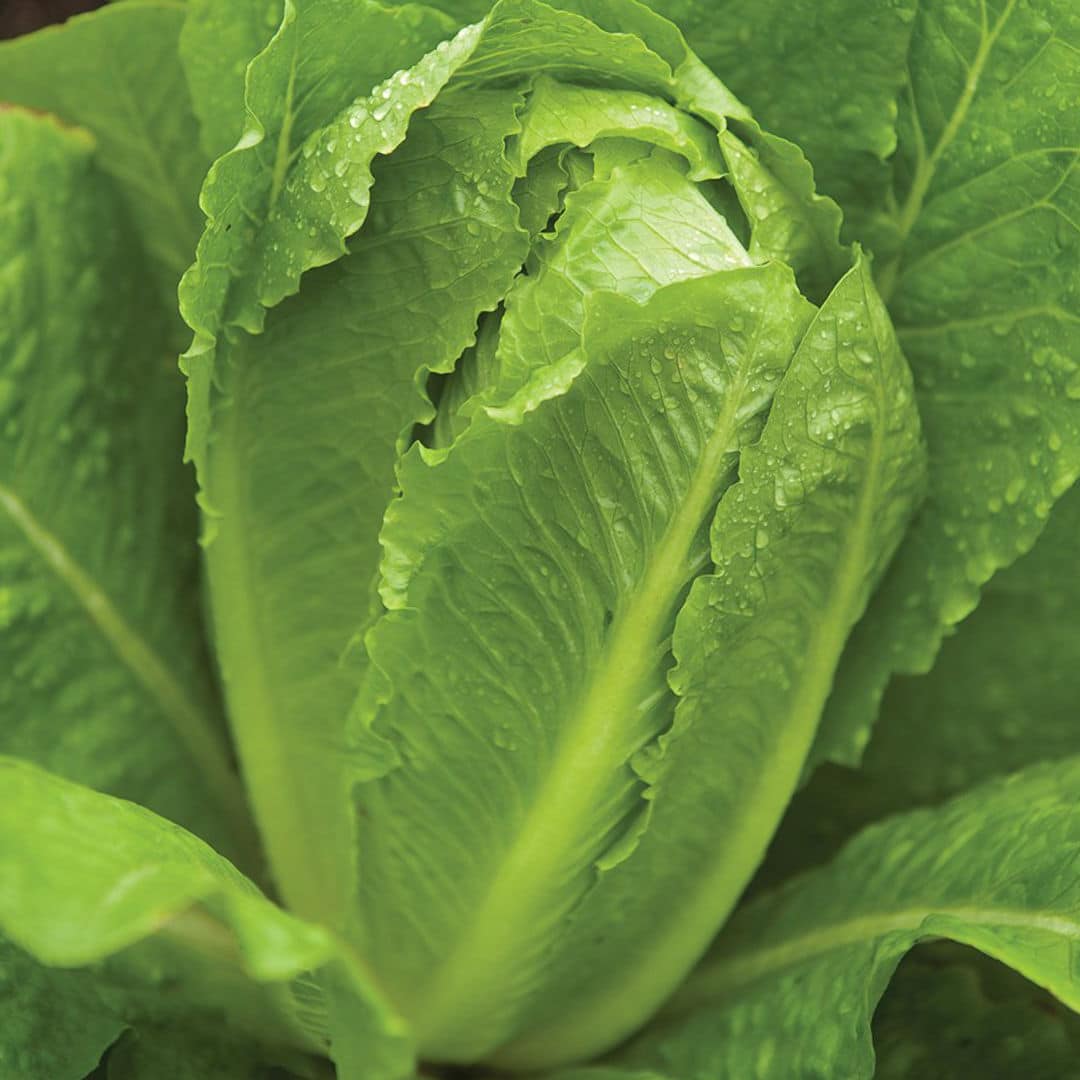 Cos Lettuce Seeds