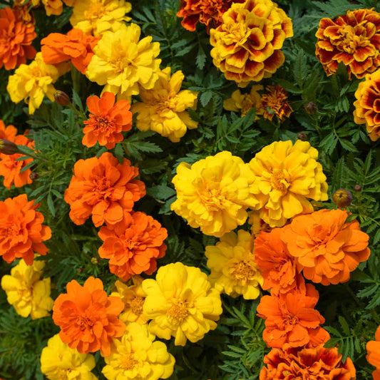 Marigold 'Sparky Mixed' Seeds