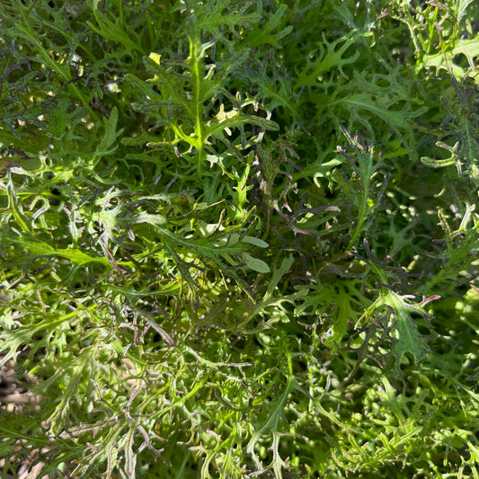 Mizuna 'Red' Seeds