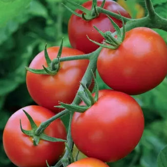 Tomato 'Moneymaker' Seeds