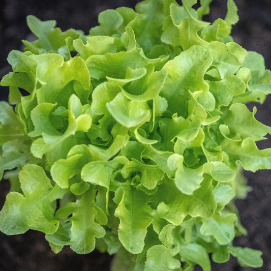 Lettuce 'Oakleaf Green' Seeds see