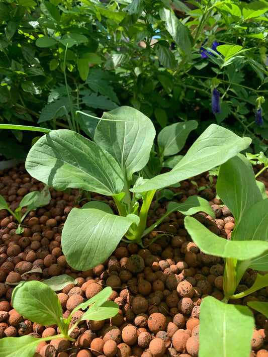 Pak Choi 'Green' Seeds