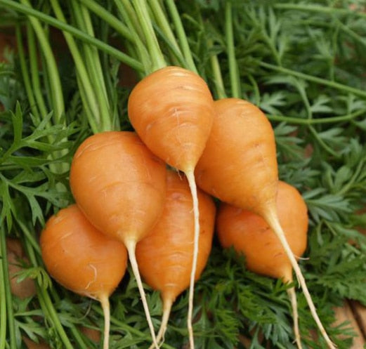 Carrot 'Paris Market' Seeds