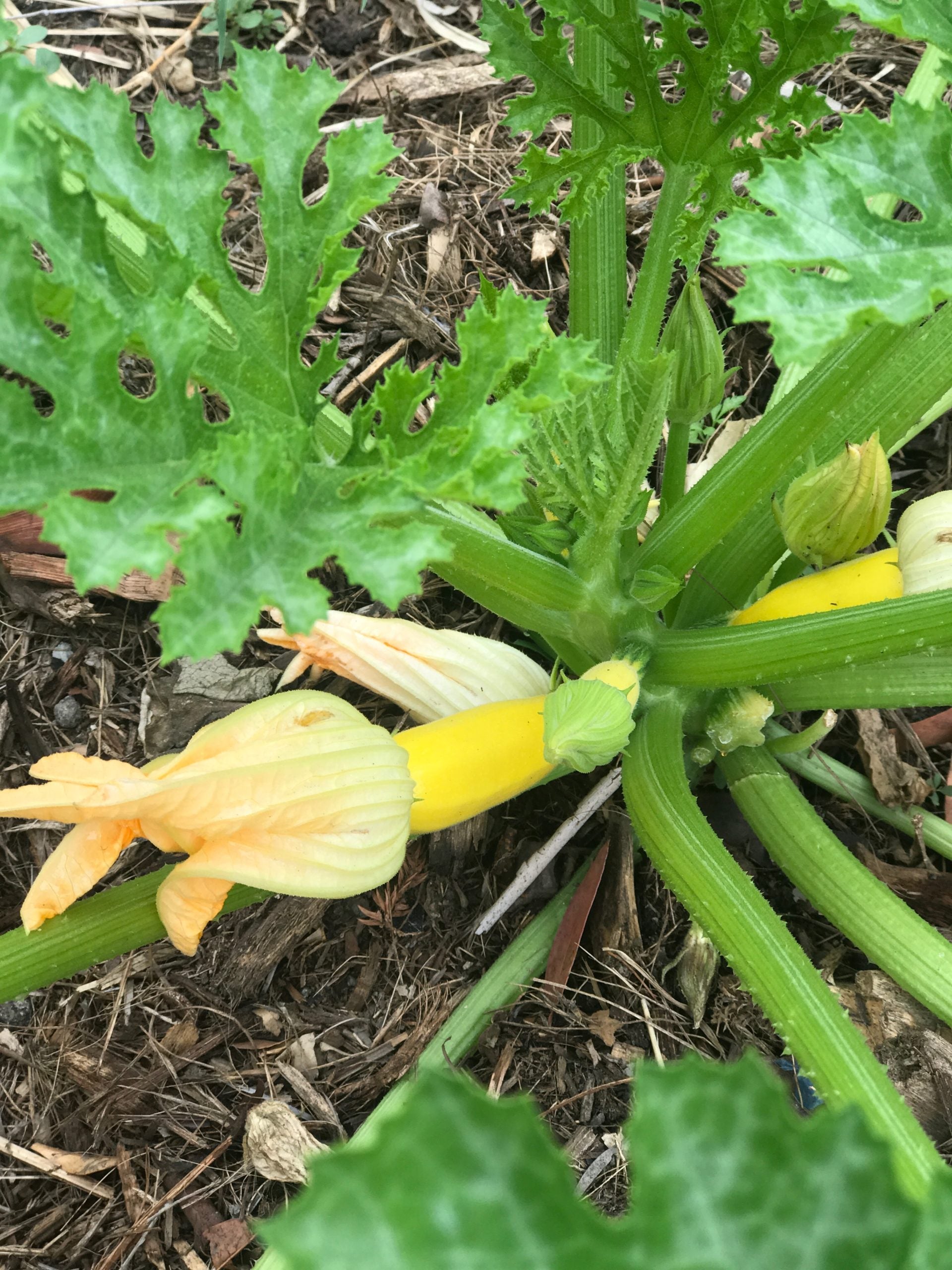 Zucchini that has been pollinated