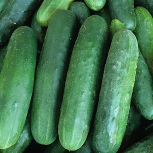 Cucumber 'Poinsett' Seeds