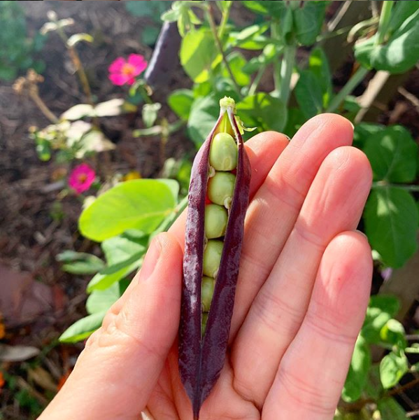 Pea 'Purple Podded' Seeds