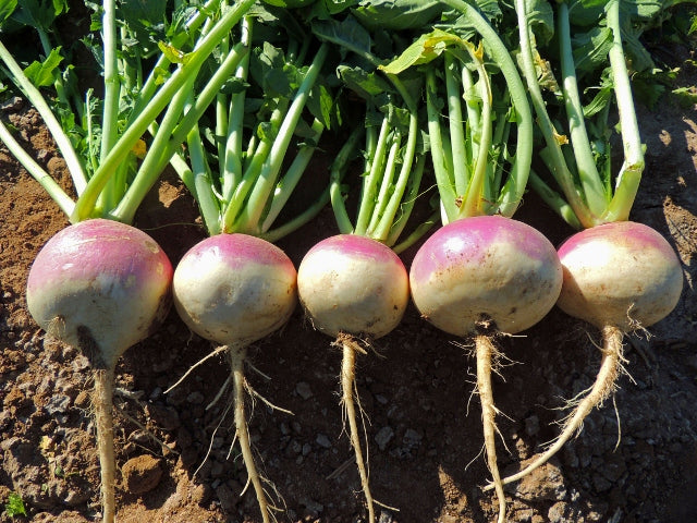 Purple Top Turnip Seeds