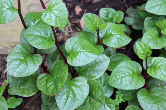 Spinach 'Ceylon/Malabar Red Stem' Seeds