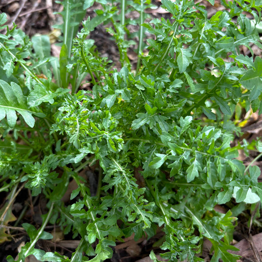 Rocket 'Pronto' Seeds