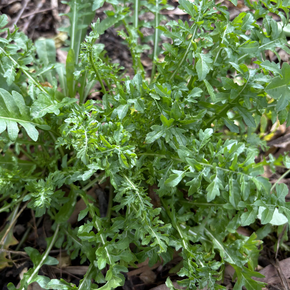 Rocket 'Pronto' Seeds