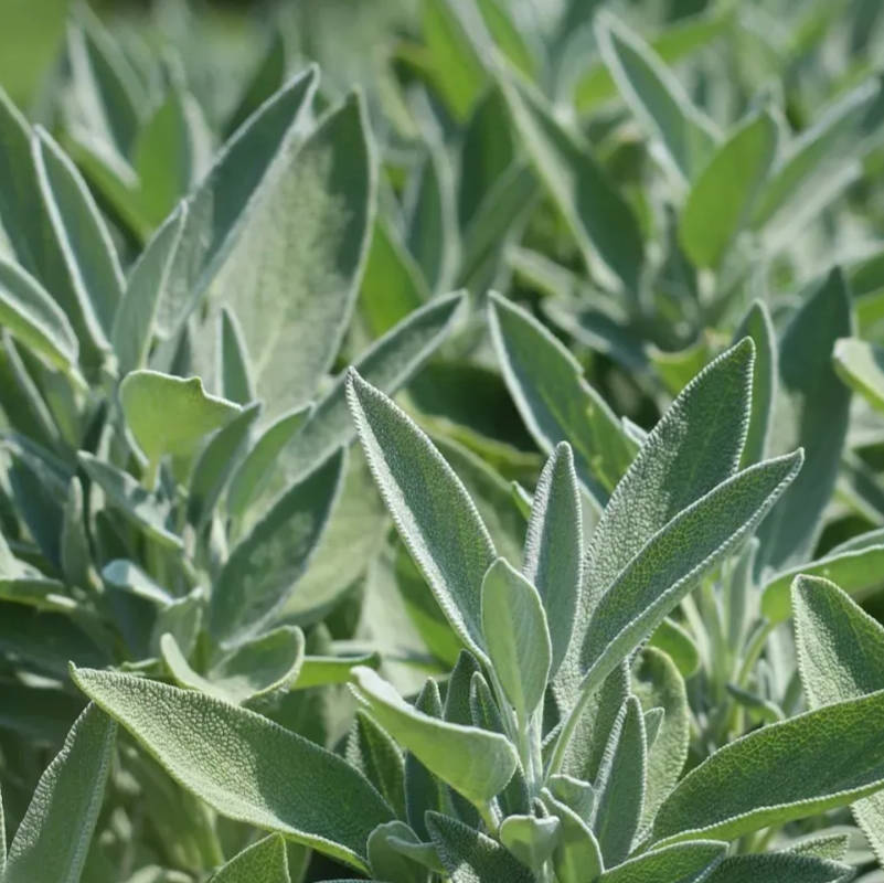 Sage Seeds