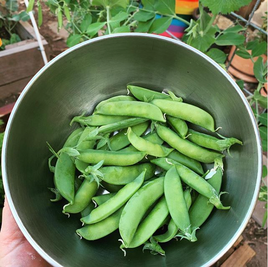 Sugar Snap Pea ‘Cascadia’ Seeds