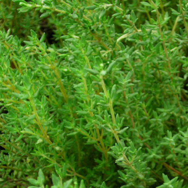 Thyme 'Summer' Seeds