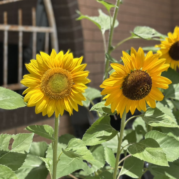 Sunflower 'F1 Super Nova' Seeds