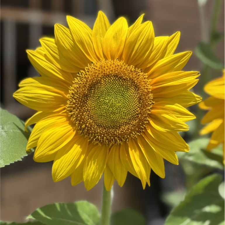 Sunflower 'F1 Super Nova' Seeds