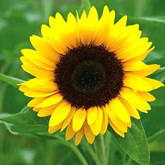 Sunflower 'F1 Super Nova' Seeds