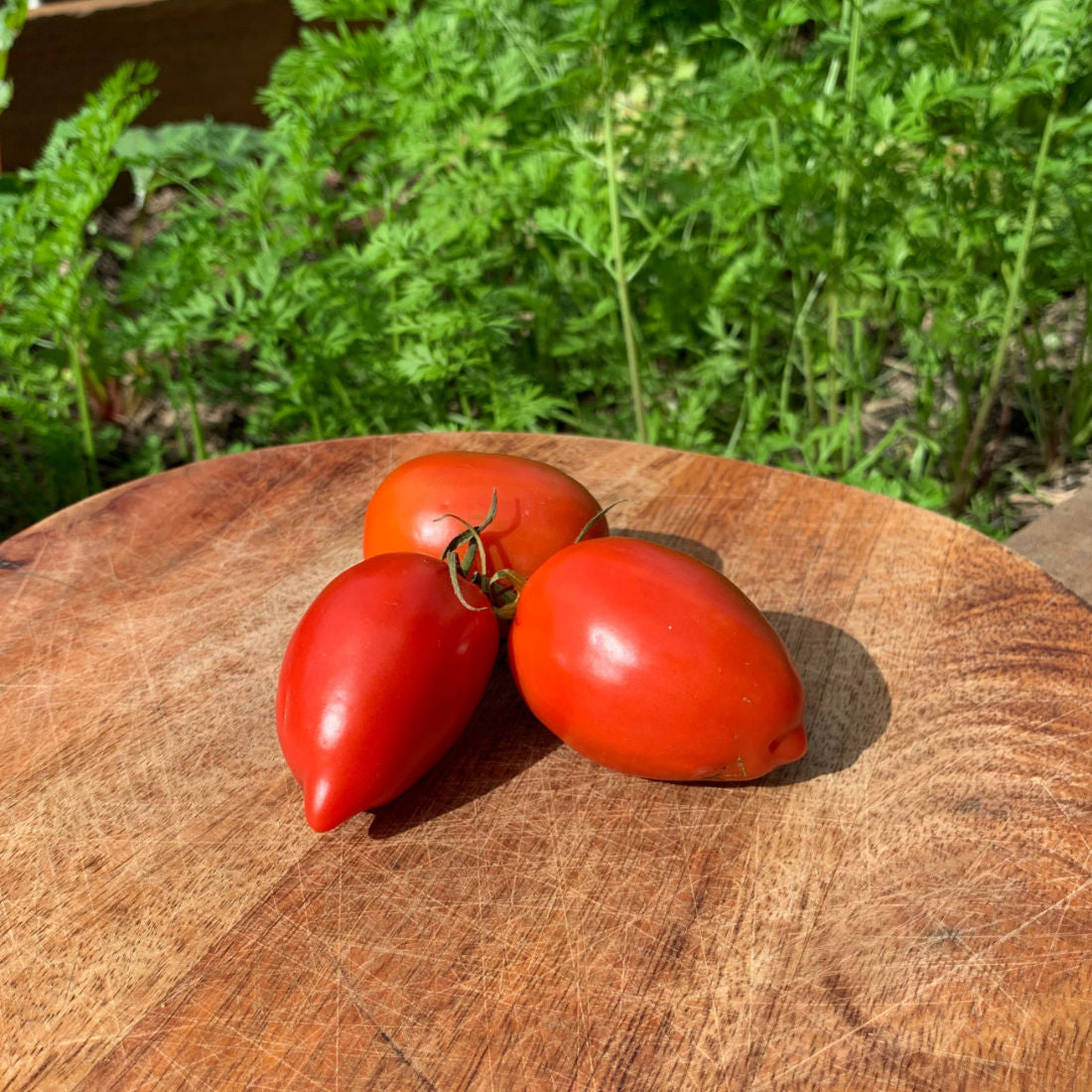 Amish Paste Tomato Seeds