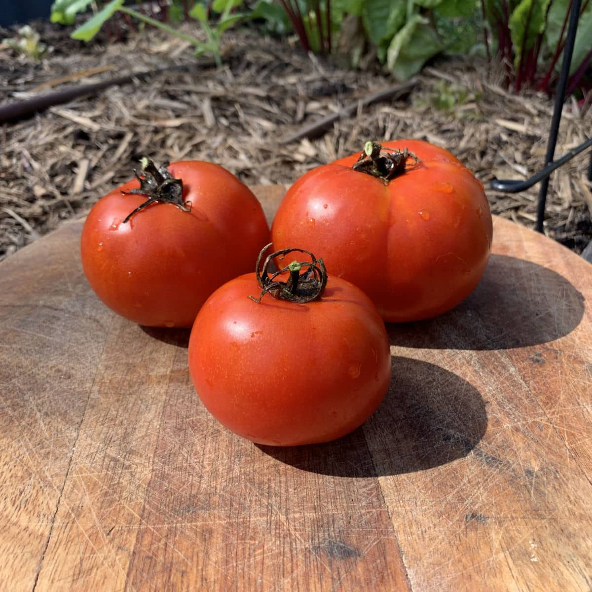 Tomato Scorpio Seeds
