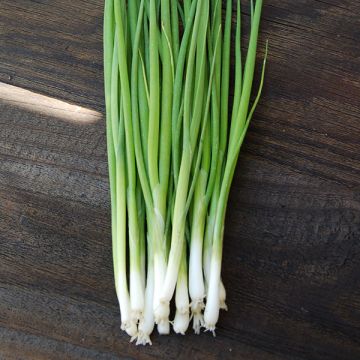 Bunching Onion 'Welsh Nebuka' Seeds