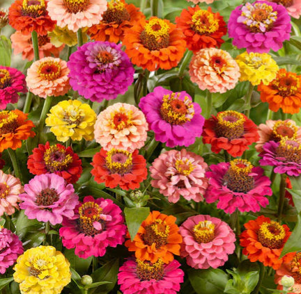 Zinnia 'Lillliput Mixed' Seeds