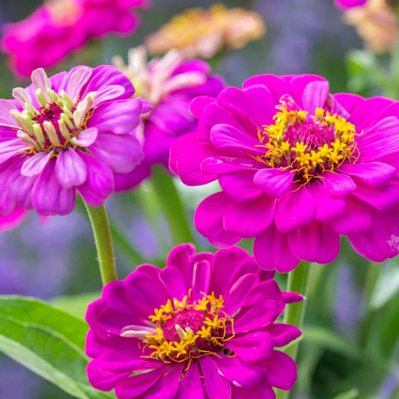 Zinnia 'Purple Prince' Seeds