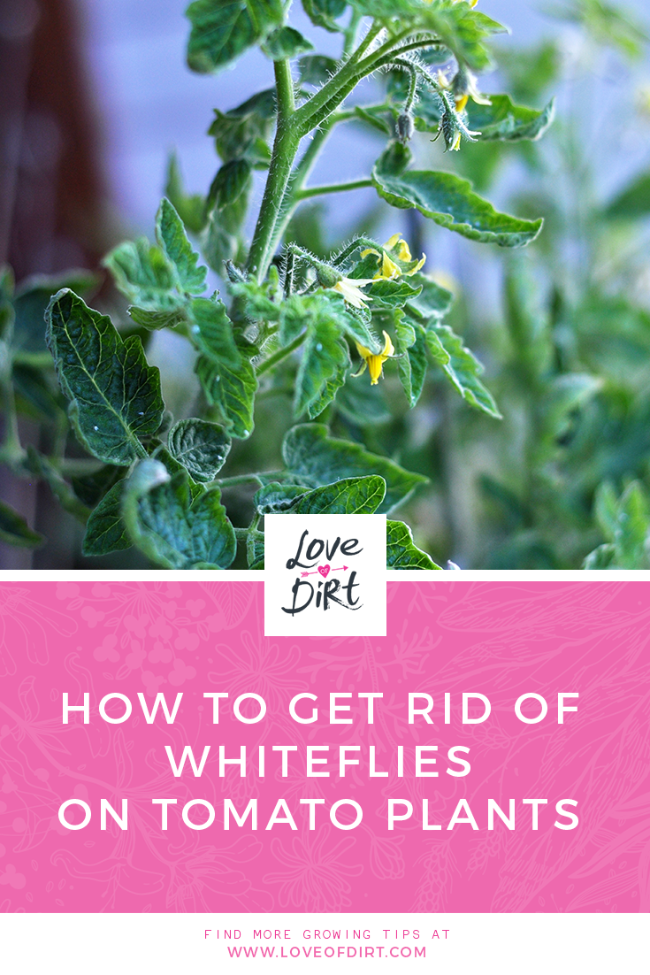 how-to-get-rid-of-whiteflies-on-tomato-plants-love-of-dirt